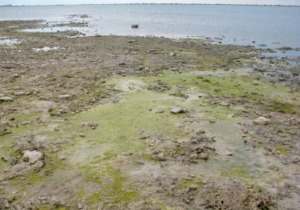 Обміліле озеро Джарилгач, серпень 2025 р. Фото: Інститут біології південних морів